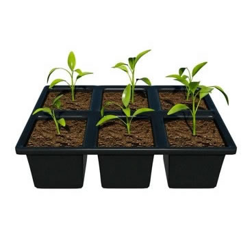 Fruit Box Making Machine Innovations by Rayshape Machinery